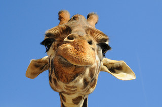 giraffe