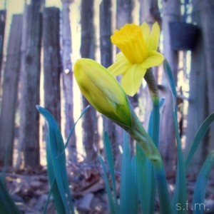 Daffodil2