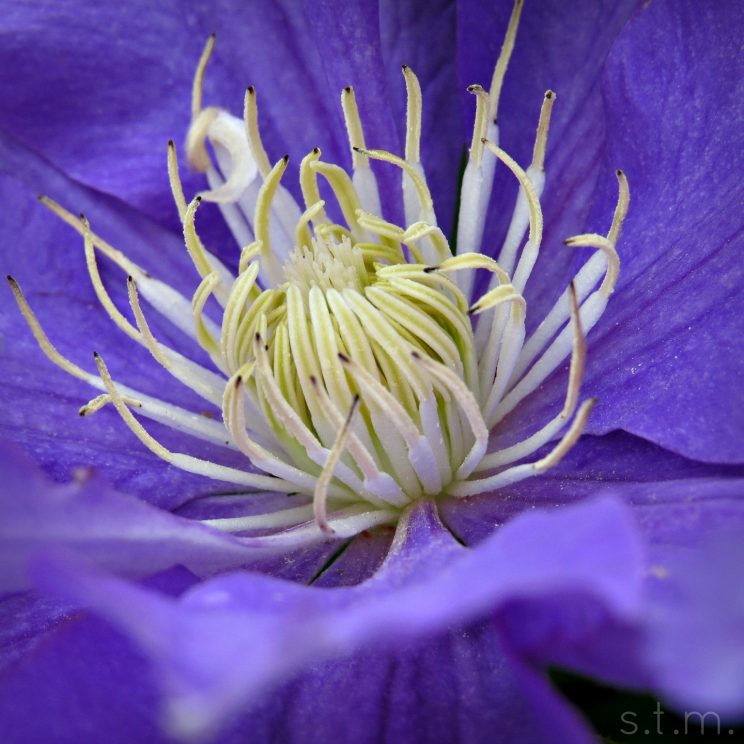 April Flowers