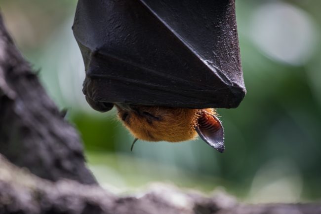 bat