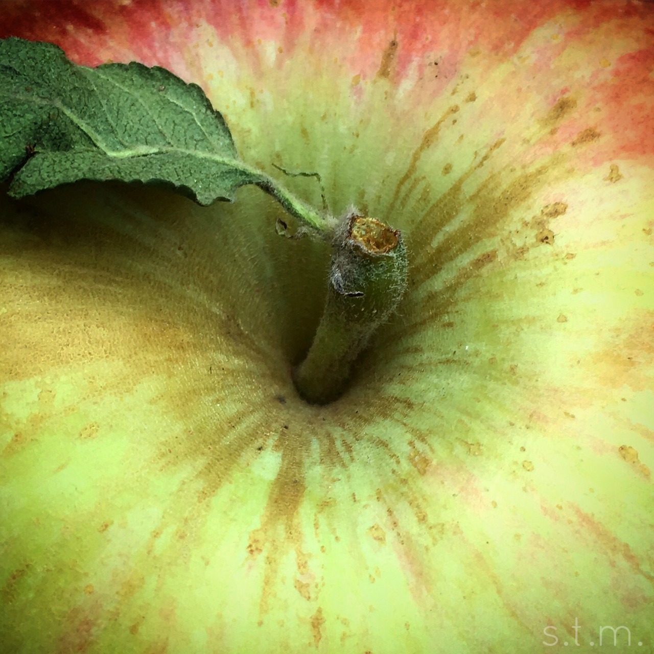 apple pickin'