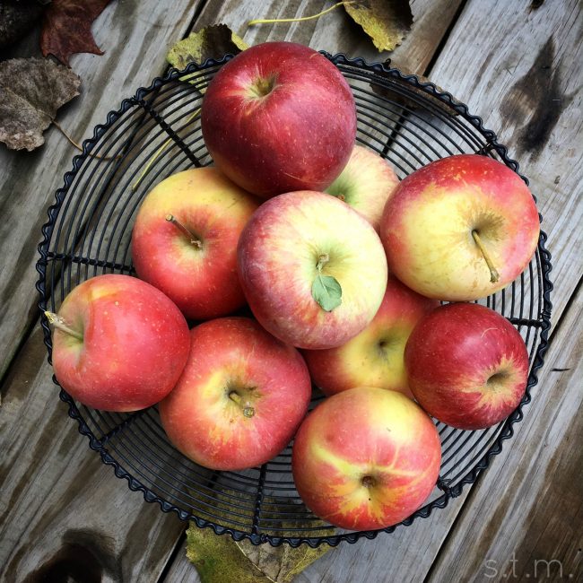 apple pickin'