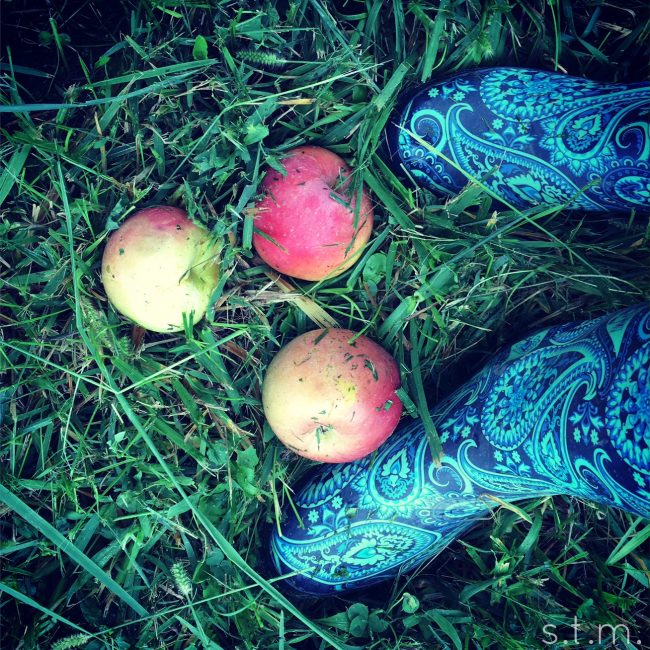 apple pickin'