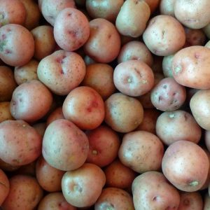 Happy Spring! Do You Know Where Your Potatoes Are?