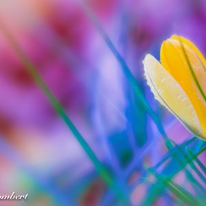 Putting the “Spring” in Small Talk with Design Changes