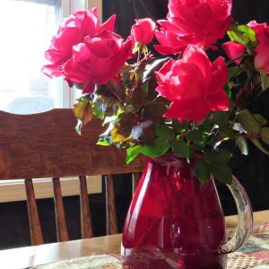 My Knock Out Roses Were Almost KO’d