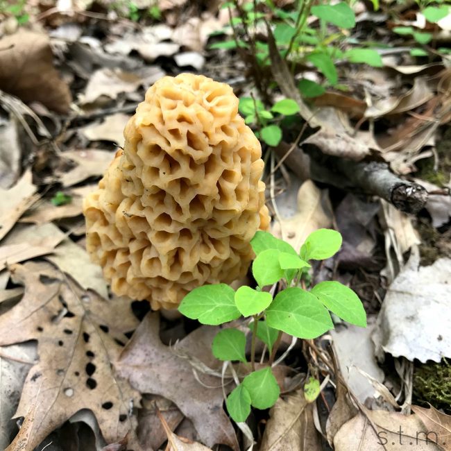 finding morels