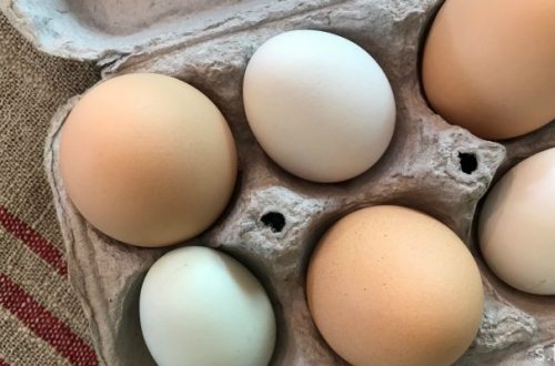 laying eggs