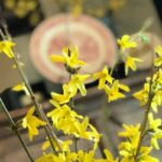 forsythia