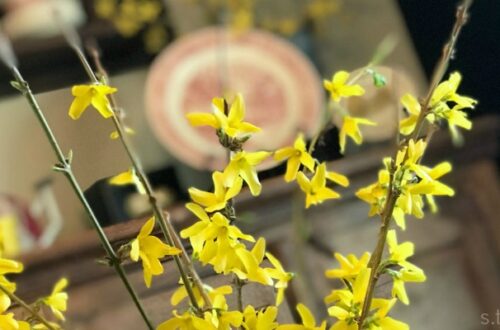 forsythia
