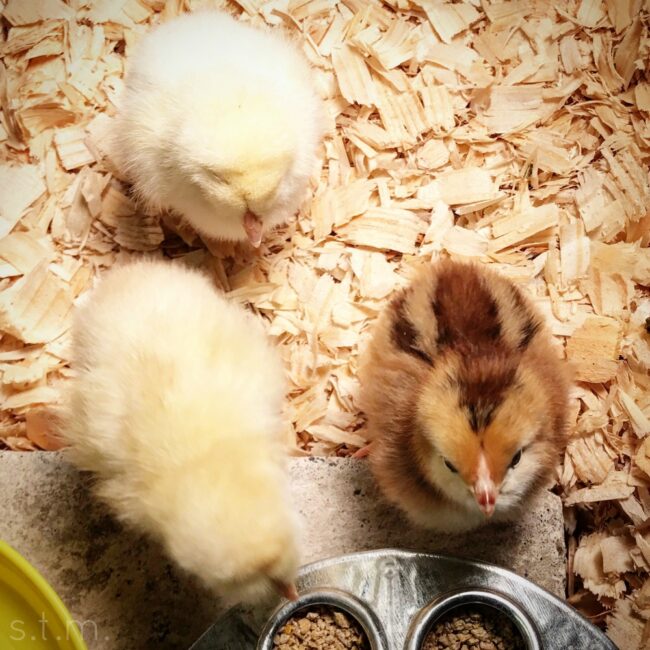 baby chicks