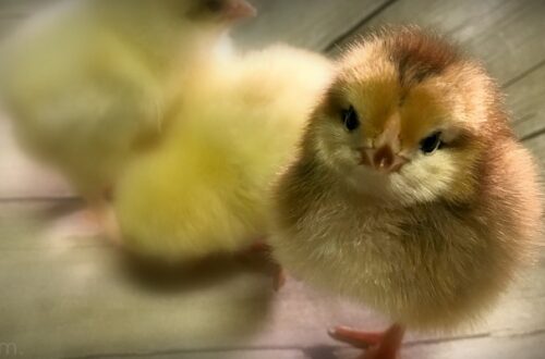 baby chicks