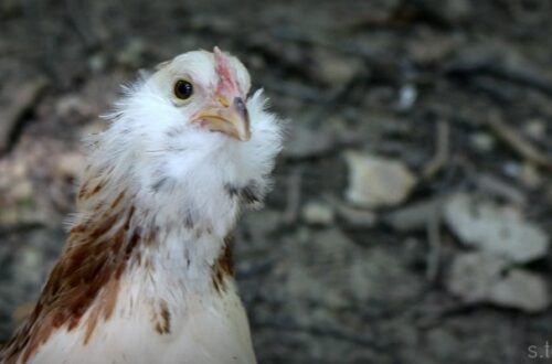 chicks