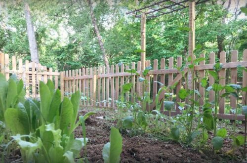 my garden