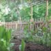 my garden