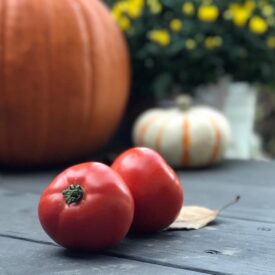 falltomatoes