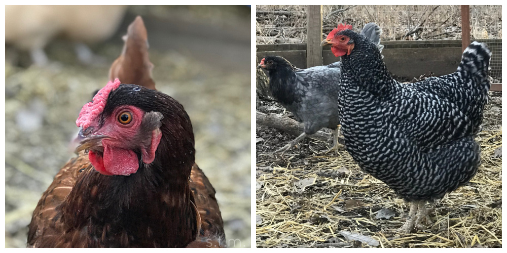 Winter Hens