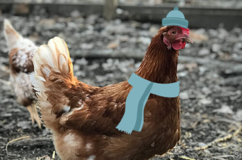 Winter Hens
