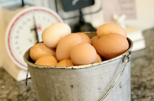 spring chickens
